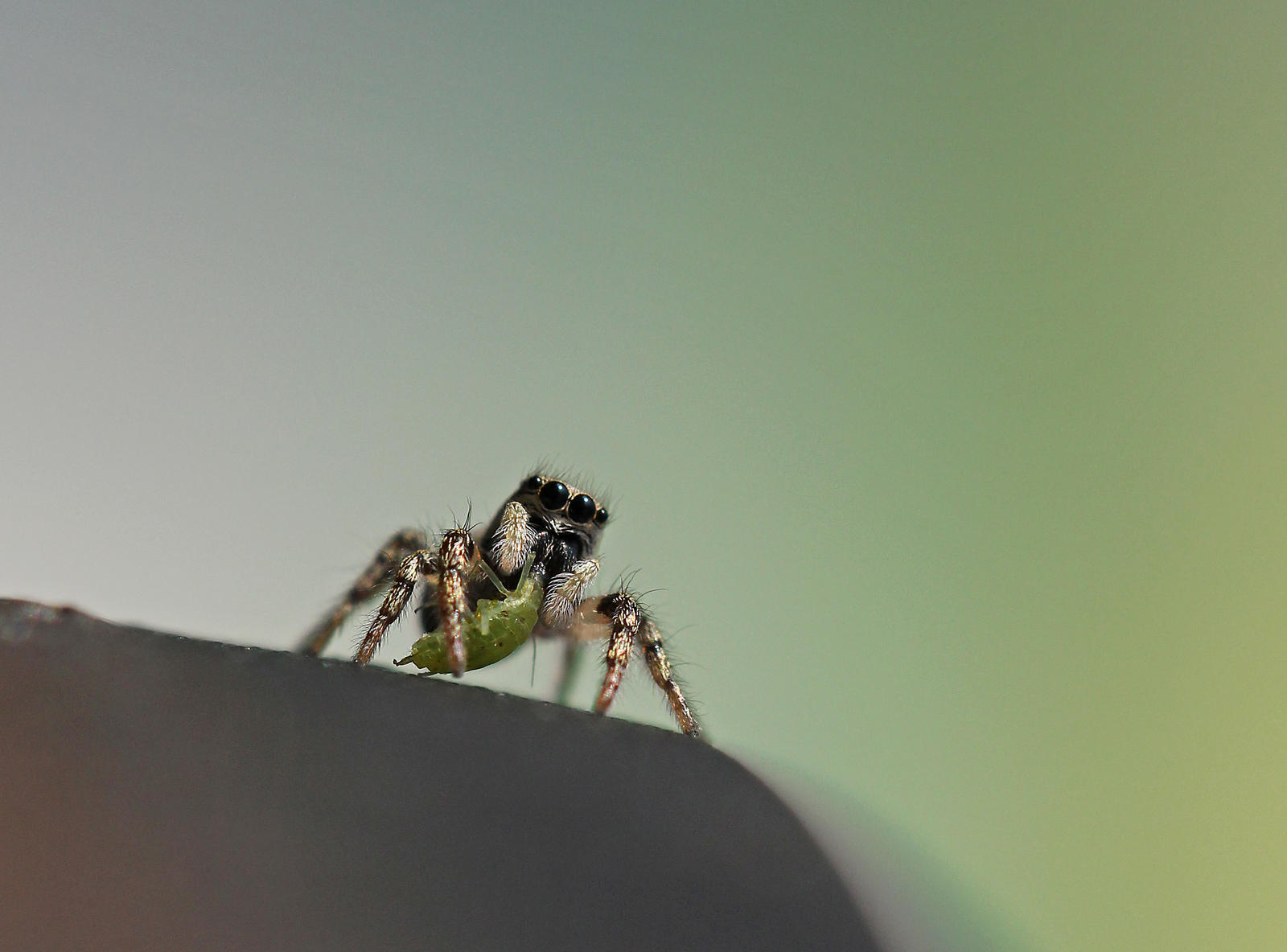 Dinner on the edge of the table...