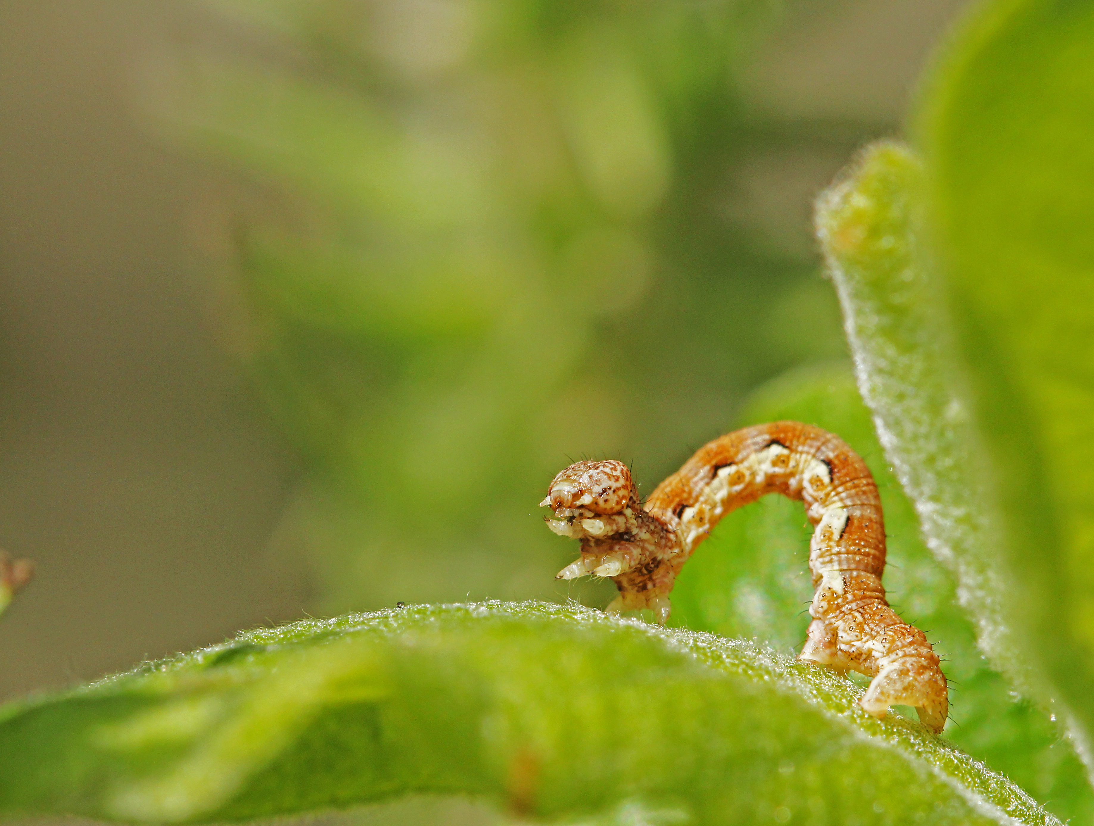 Caterpillar does the wave...