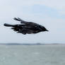 Jackdaw full speed...