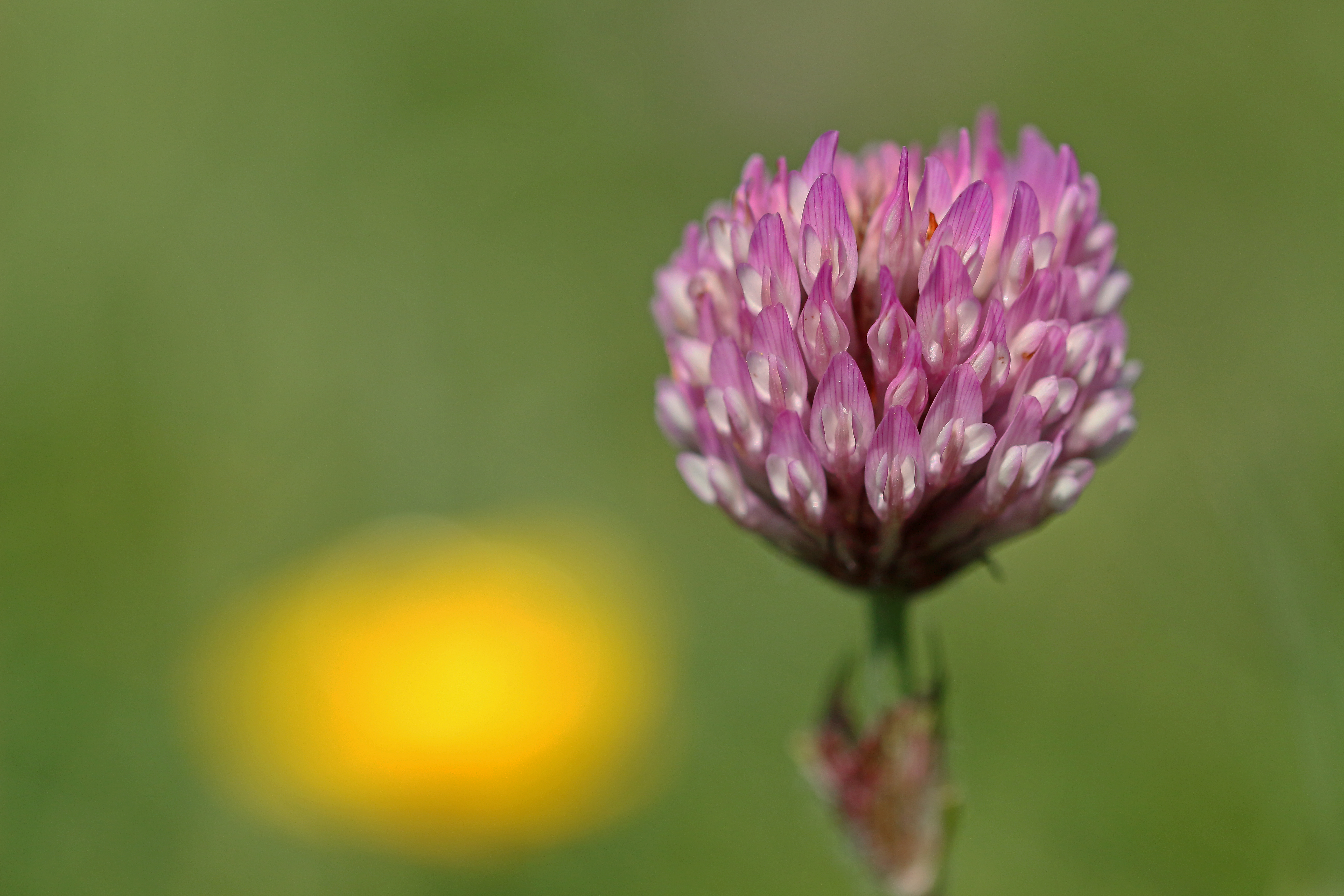 Red clover and a touch of buttercup...