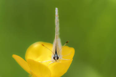 The lady in the buttercup....