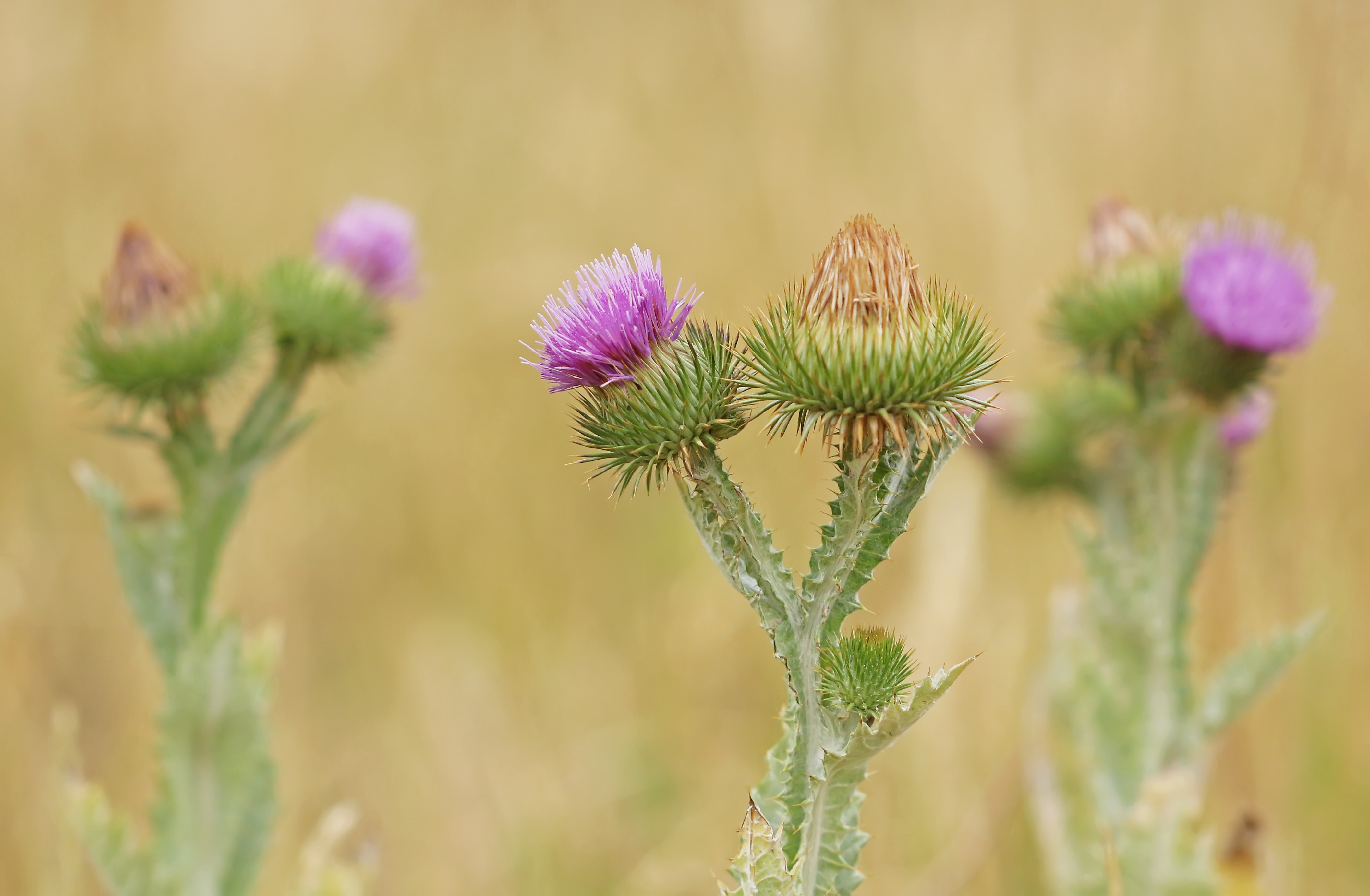 thistle time...