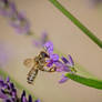 Mmm.. Love the smell of lavender!