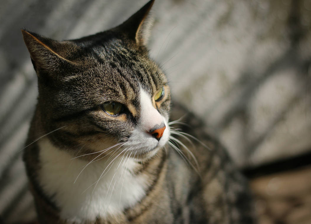 His Royal Catness... by clochartist-photo His Royal Catness... by clochartist-photo