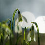 snowdrops in the sun...