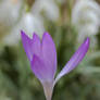 crocus directing the snowflakes...