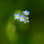 forget-me-nots...