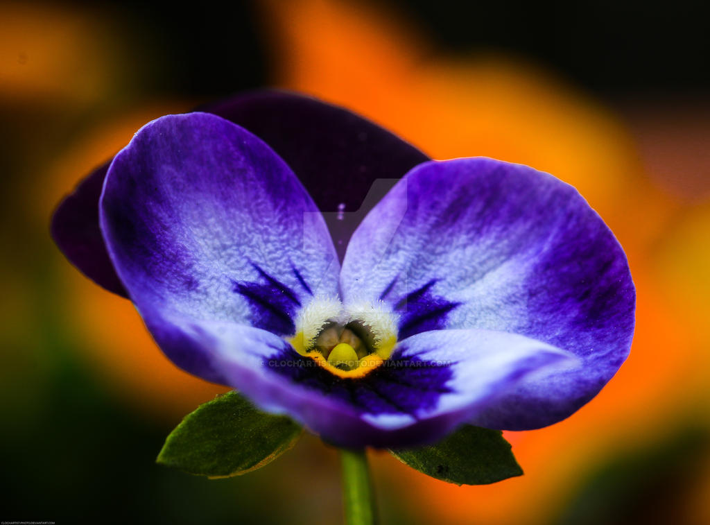 Viola... by clochartist-photo