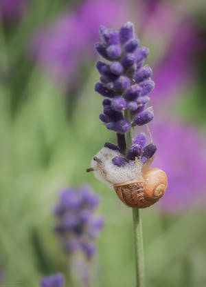 Todays menu: escargot dans un mousse de lavande... by clochartist-photo