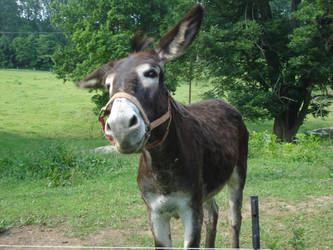 Lou the donkey