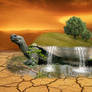 Tortoise Oasis