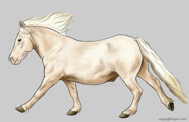 Cremello Sheland Pony