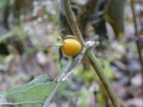 Woodland Berry