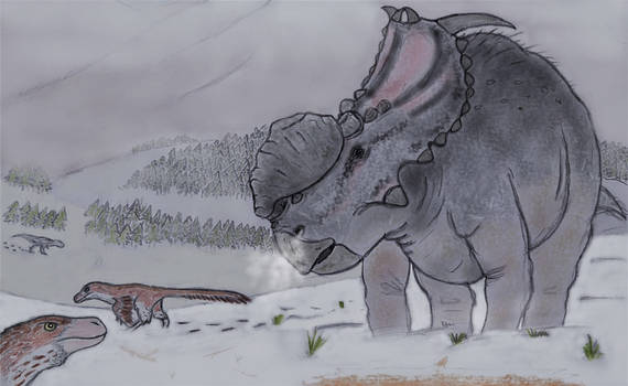 Pachyrhinosaurus perotorum