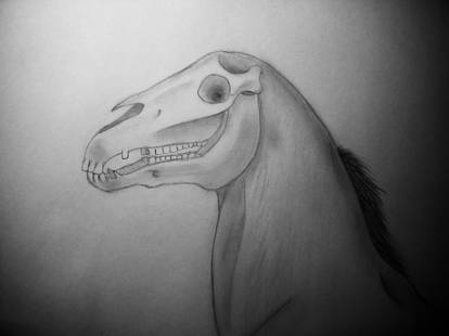 Grim Reaper's horse