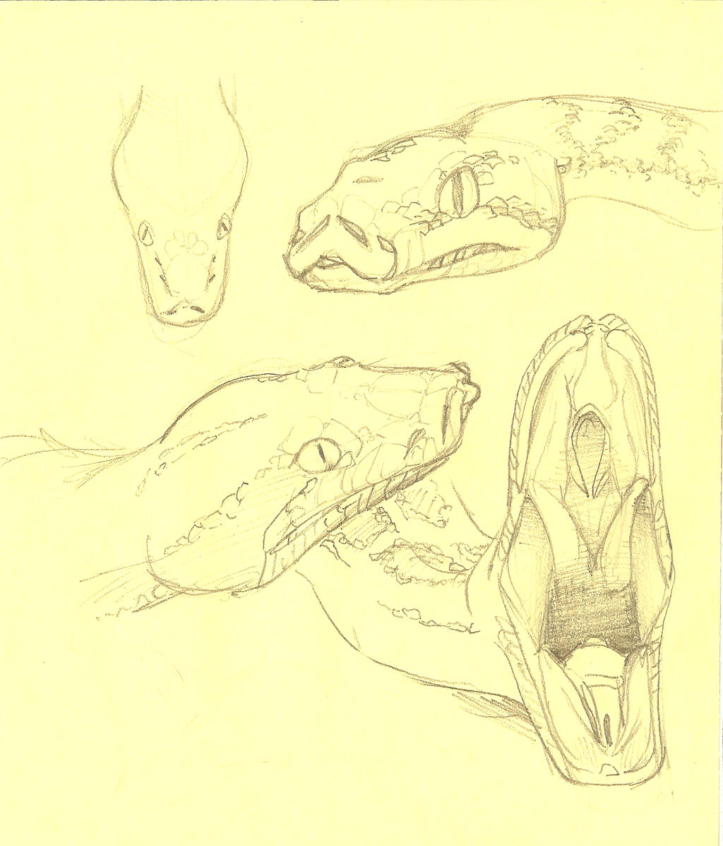 Animal Practice: Python by phr34kish on DeviantArt