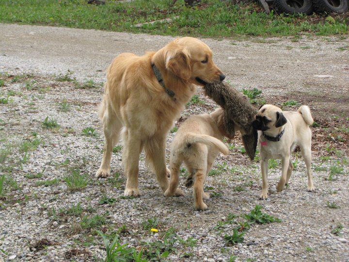 Tug O War