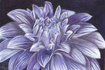 Dahlia Colored pencil drawing by veronicacrockford