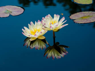 Nymphaea 04