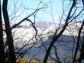 Il monte dal bosco