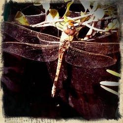 Dragon Fly