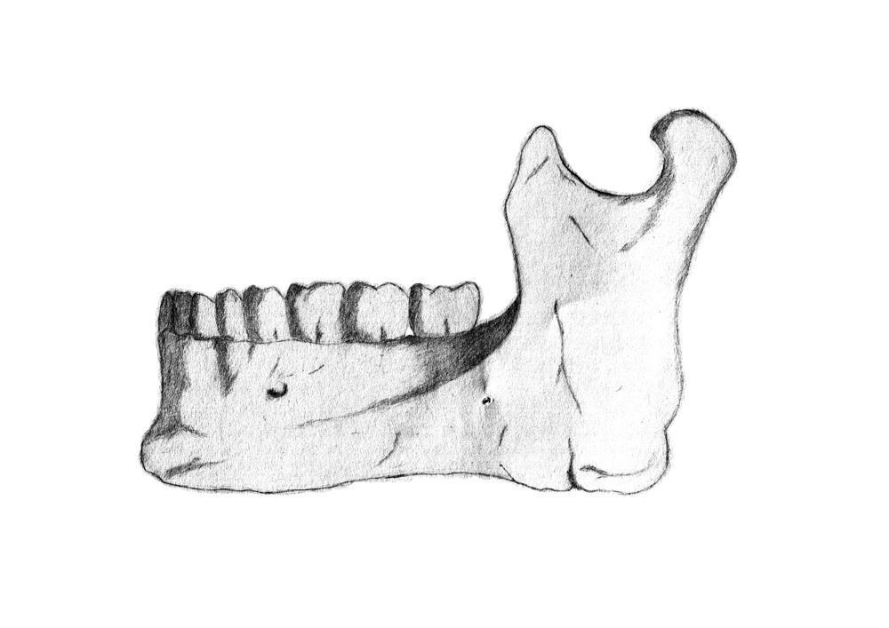 Maxile Drawing Maxillary Sketches by skedy on DeviantArt