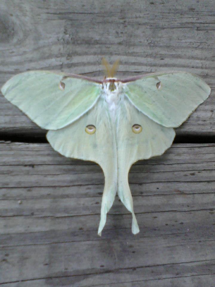 Luna Moth