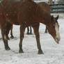 Pumba Catching Snowflakes