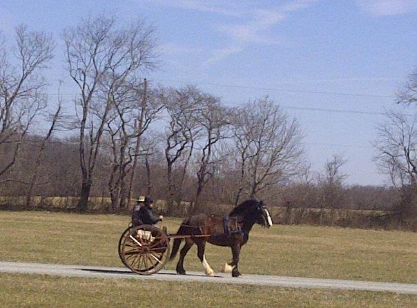 Horse and Carriage