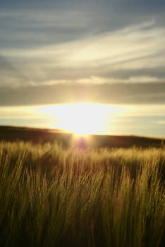 Field Of Gold