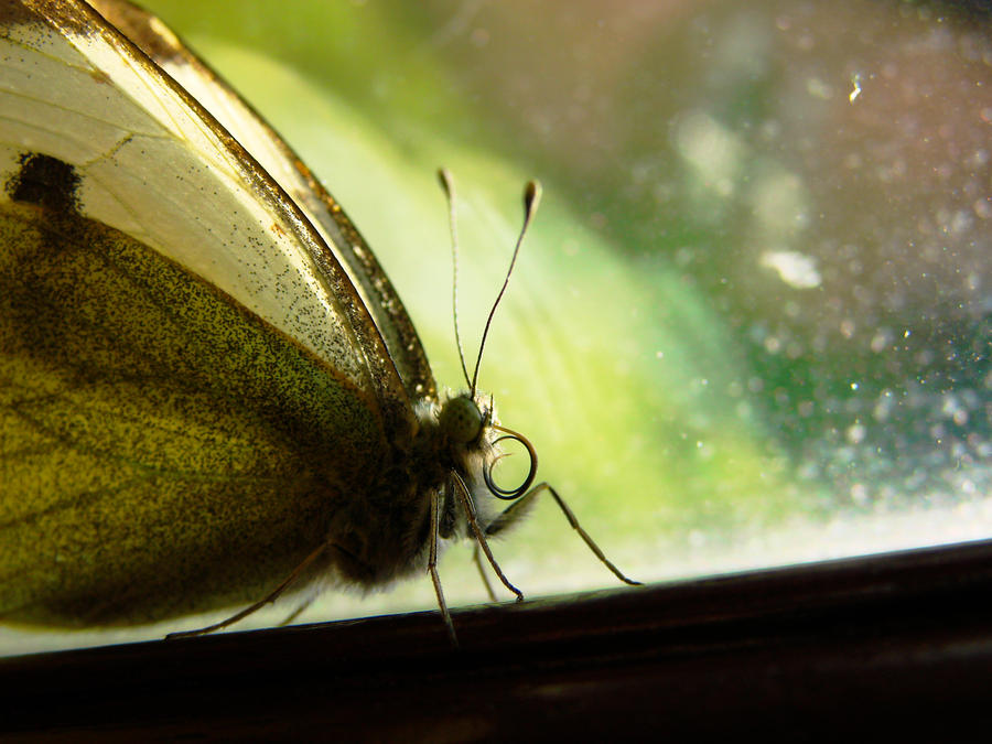 Pieris Rapae