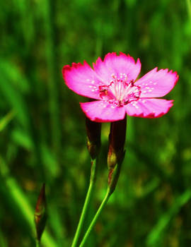 Pretty In Pink