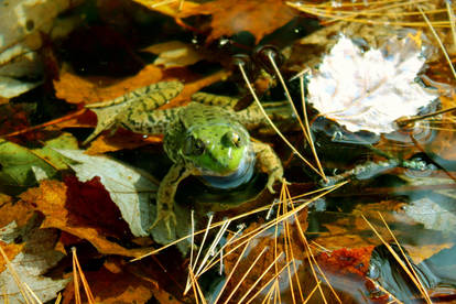 Frog Pond