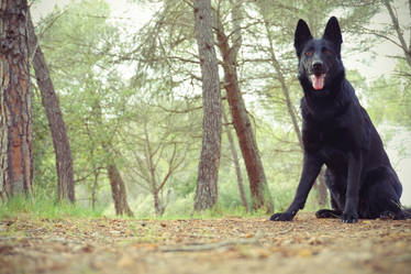 Black dog in forest