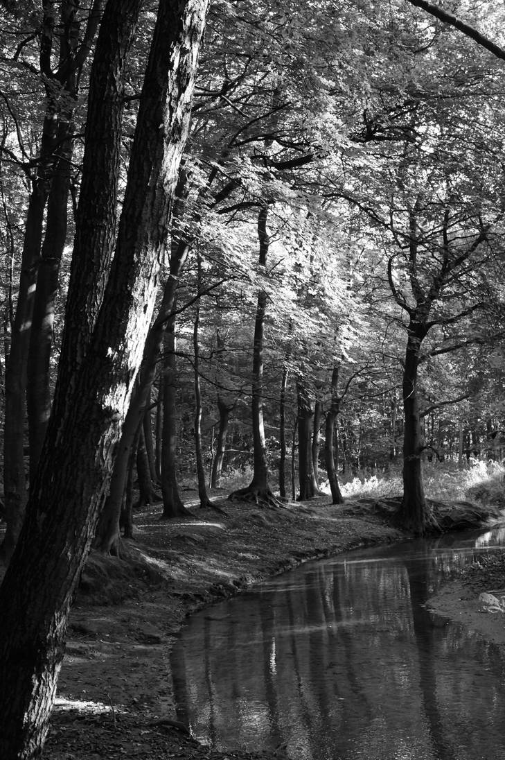 Black Forest by Sabbelbina