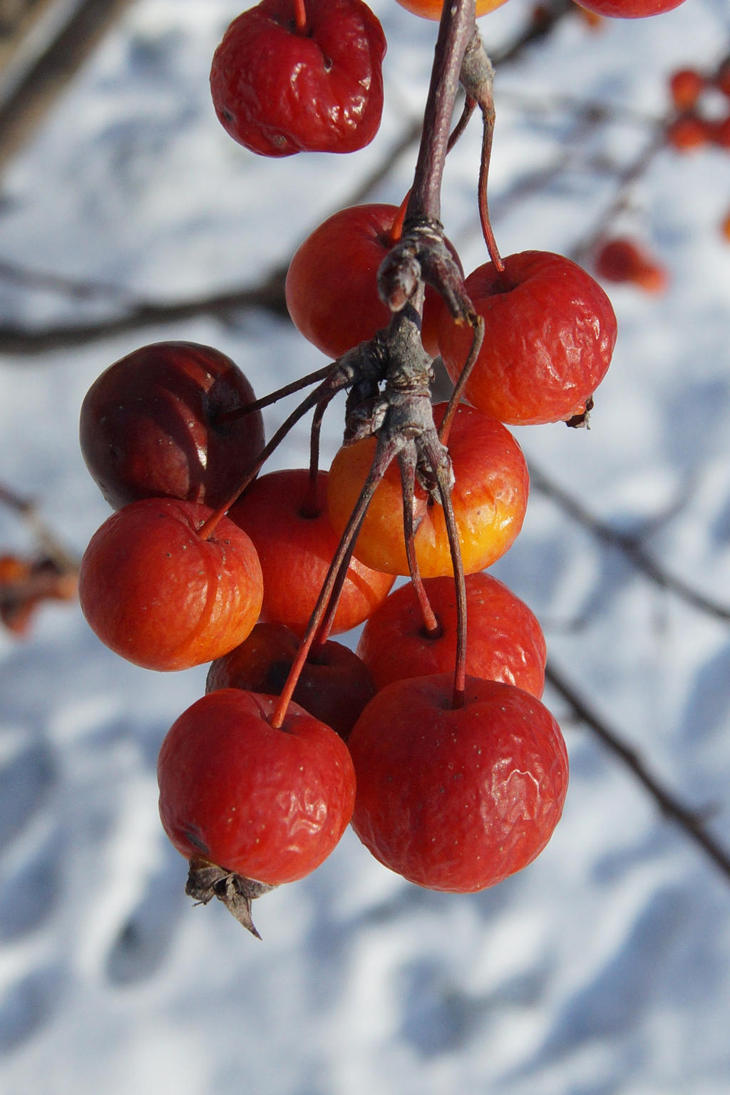 Berries in the Snow (IV)