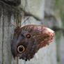 Butterfly XIV