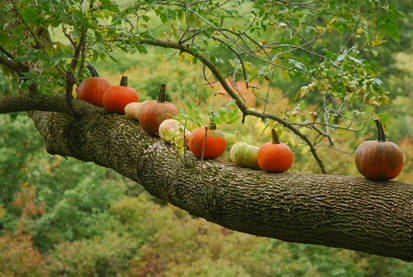 pumpkin stock 0019