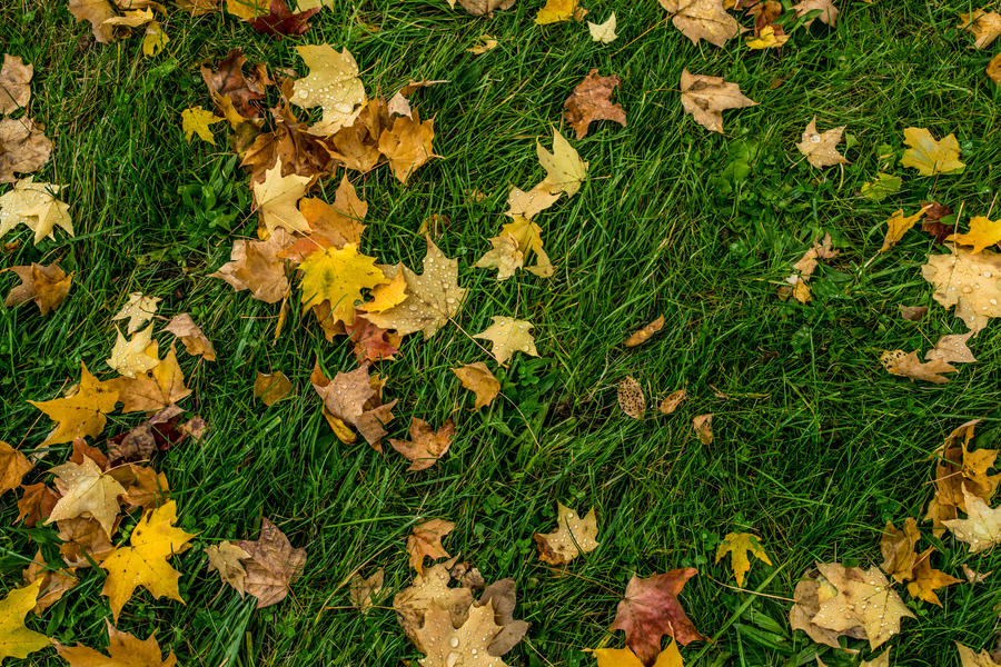 Autumn Grass Stock