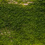 Ivy Wall Texture Stock