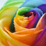 Rainbow flower