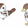 sparrows