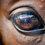 In the eye of a horse