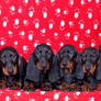 Dachshund puppies