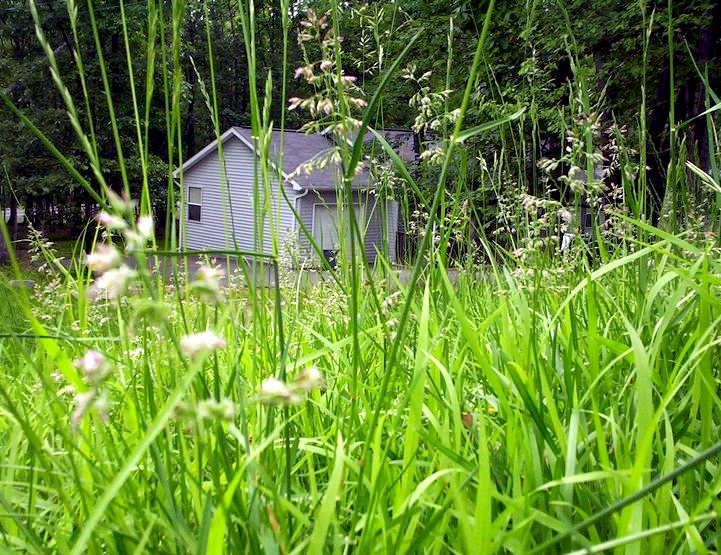 A House in the Bush