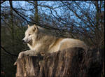 Arctic wolf by caro77