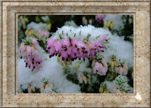 A pink snowed flower..