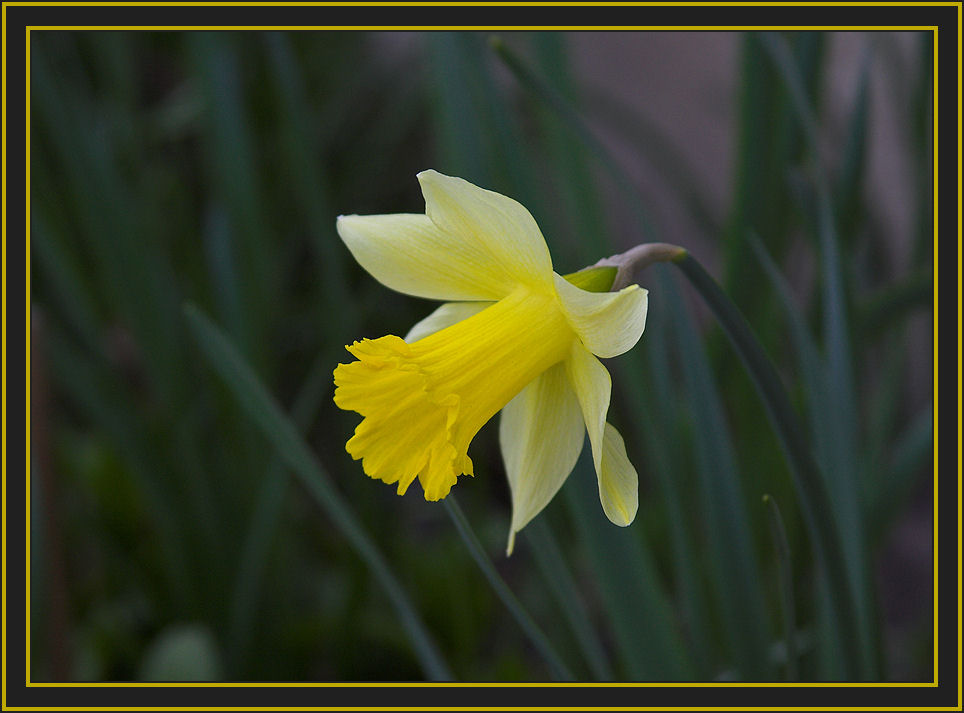 Daffodil 2006