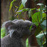 Koala 1