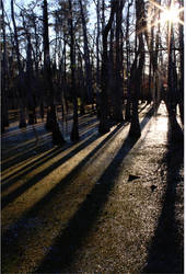 Shadows On The Swamp